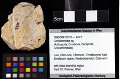 Foto (Objket + Etiketten) von Goniodromites sp. 